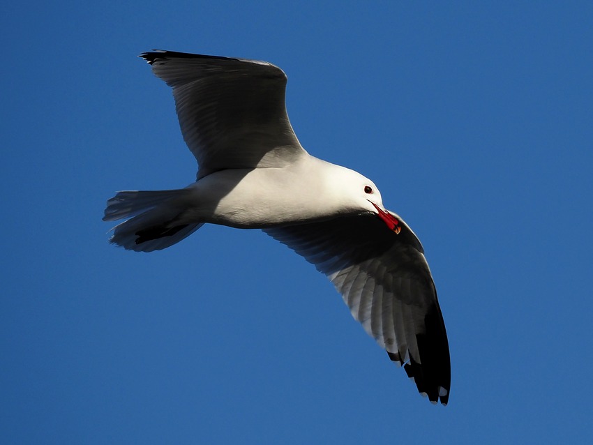 Gabbiano corso (Ichthyaetus audouinii)